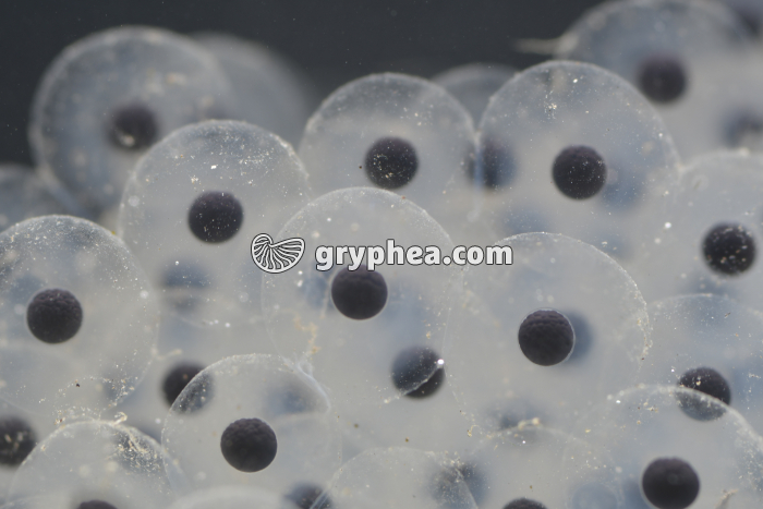 Grenouille rousse - Oeufs dans leur gangue (stade morula) x1,5 - gryphea.com